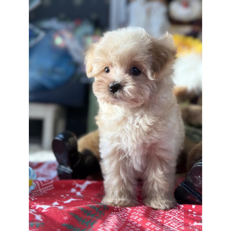 成約済の宮崎県のマルプー:マルチーズ×トイプードル-421374の12枚目