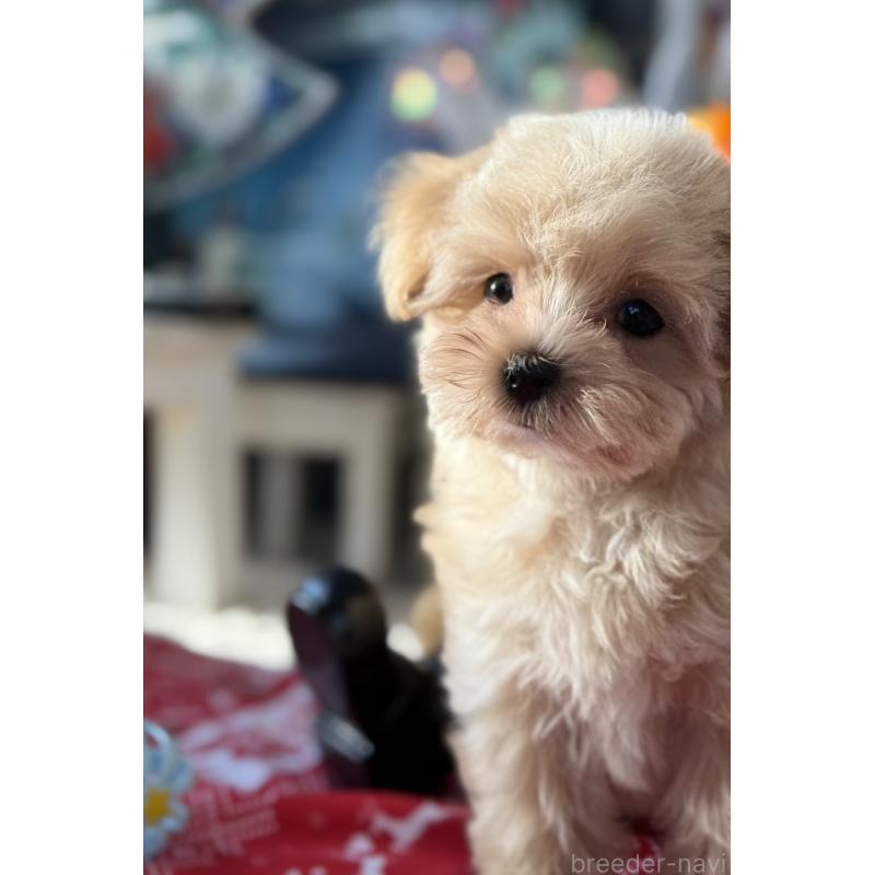 成約済の宮崎県のマルプー:マルチーズ×トイプードル-421374の11枚目