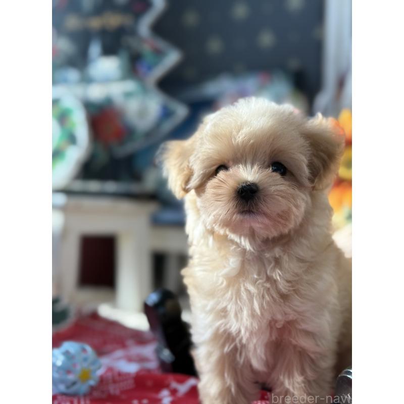 成約済の宮崎県のマルプー:マルチーズ×トイプードル-421374の10枚目