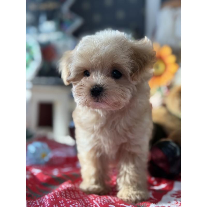 成約済の宮崎県のマルプー:マルチーズ×トイプードル-421374の9枚目