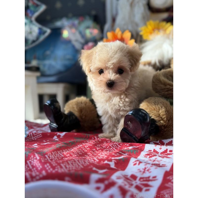 成約済の宮崎県のマルプー:マルチーズ×トイプードル-421374の8枚目