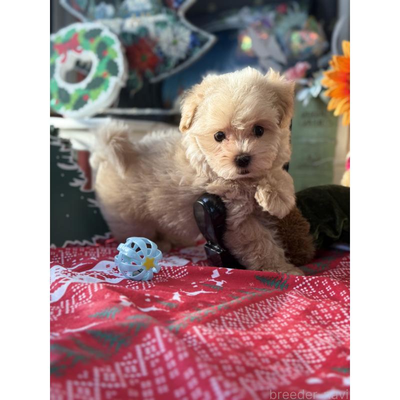 成約済の宮崎県のマルプー:マルチーズ×トイプードル-421374の7枚目