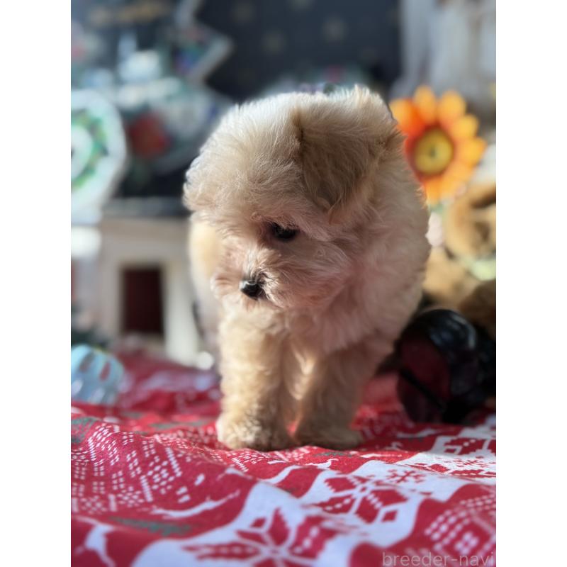 成約済の宮崎県のマルプー:マルチーズ×トイプードル-421374の6枚目