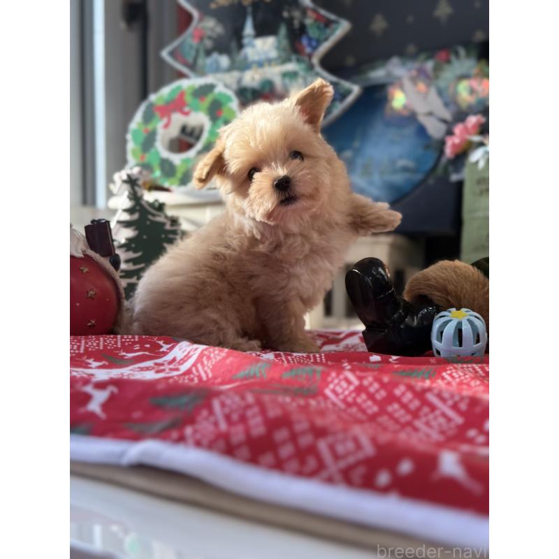 成約済の宮崎県のマルプー:マルチーズ×トイプードル-421374の5枚目