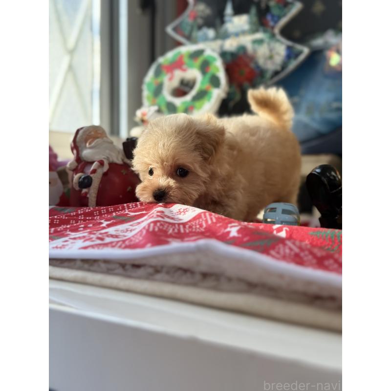 成約済の宮崎県のマルプー:マルチーズ×トイプードル-421374の4枚目