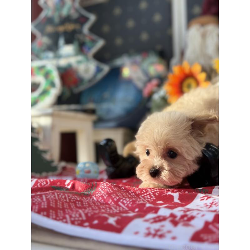 成約済の宮崎県のマルプー:マルチーズ×トイプードル-421374の3枚目