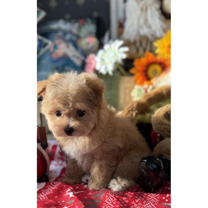 成約済の宮崎県のマルプー:マルチーズ×トイプードル-421372の7枚目