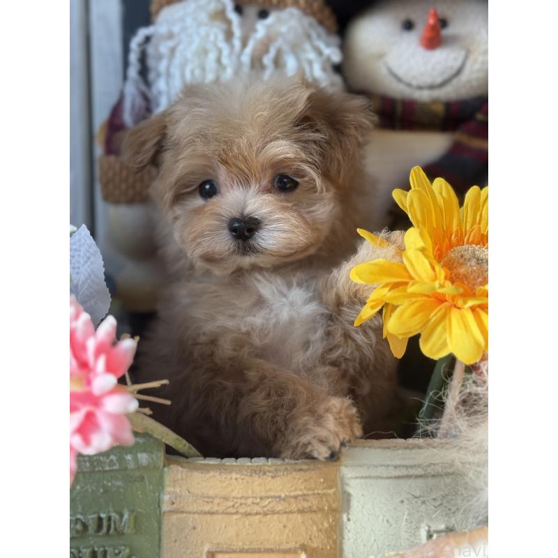 成約済の宮崎県のマルプー:マルチーズ×トイプードル-421372の6枚目