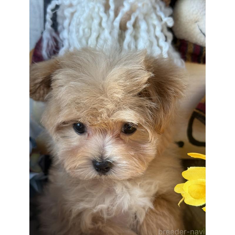 成約済の宮崎県のマルプー:マルチーズ×トイプードル-421372の5枚目