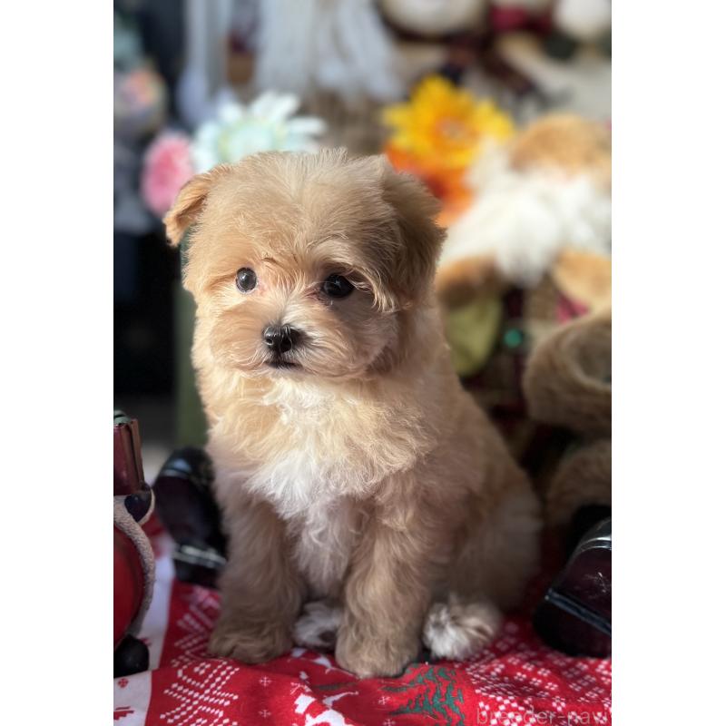 成約済の宮崎県のマルプー:マルチーズ×トイプードル-421372の4枚目