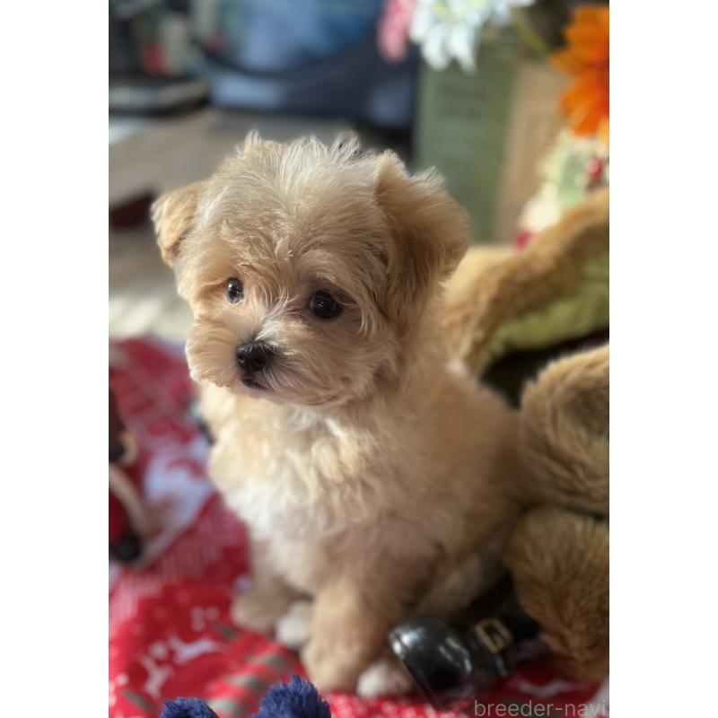 成約済の宮崎県のマルプー:マルチーズ×トイプードル-421372の3枚目