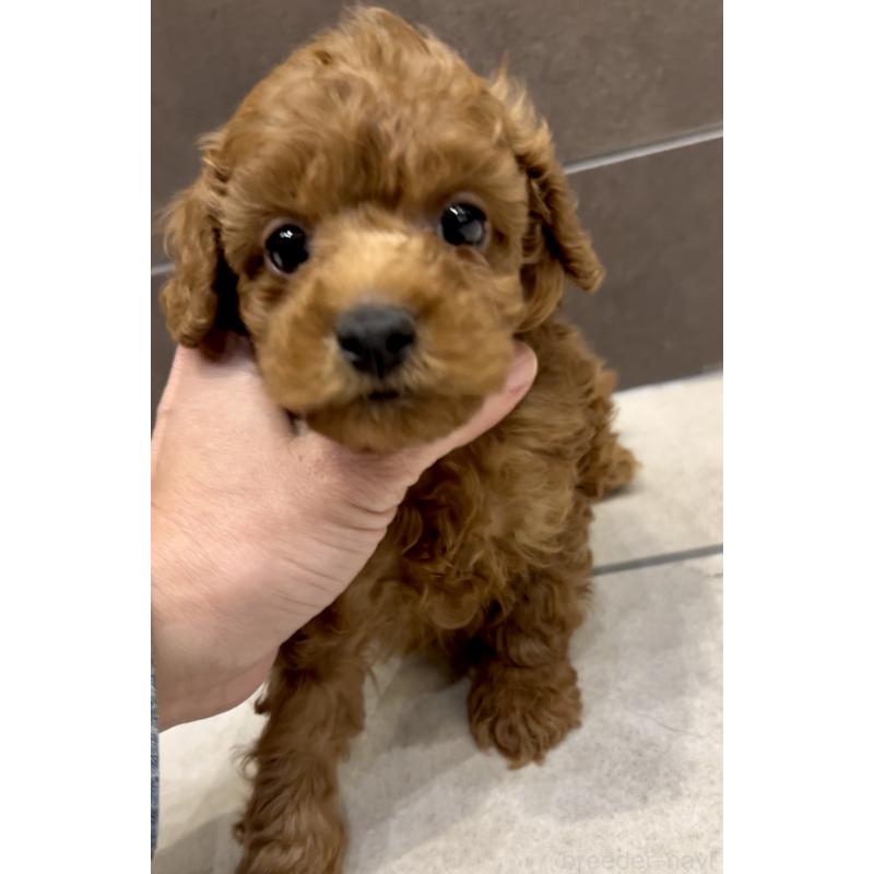 販売中の奈良県のタイニープードル-427168の6枚目