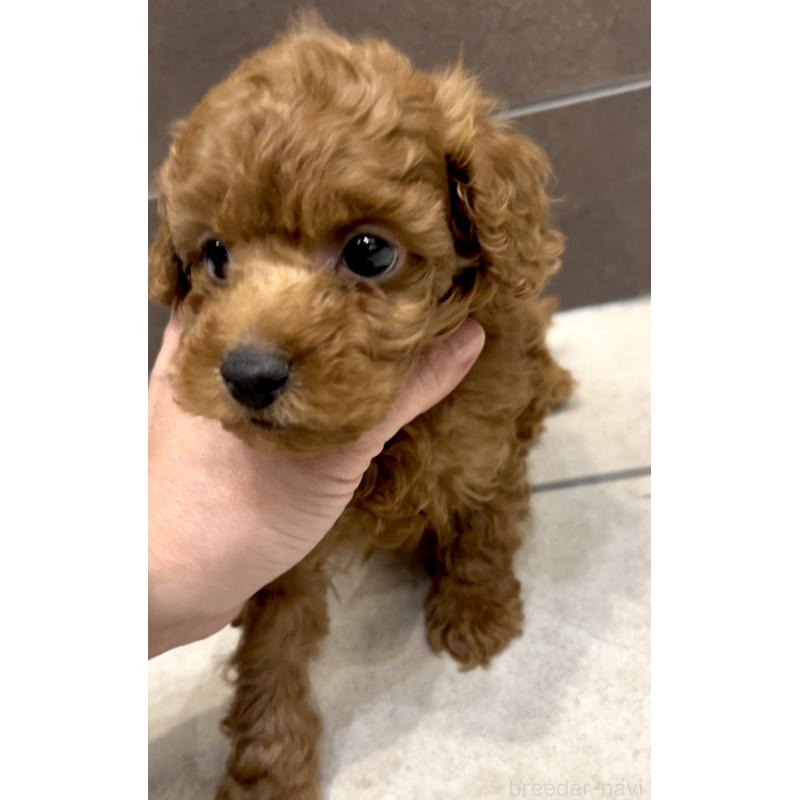 販売中の奈良県のタイニープードル-427168の5枚目