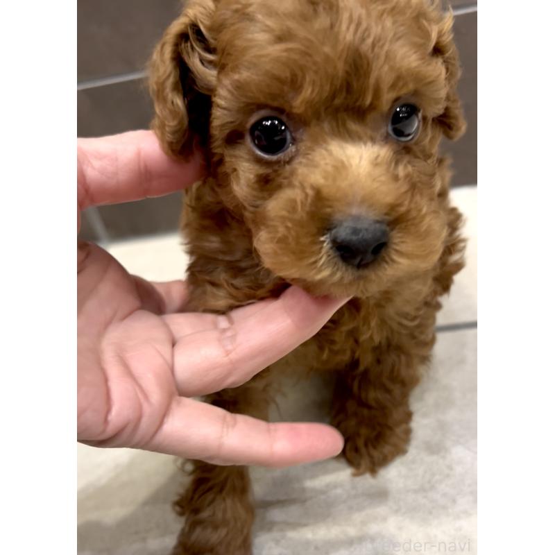 販売中の奈良県のタイニープードル-427168の4枚目