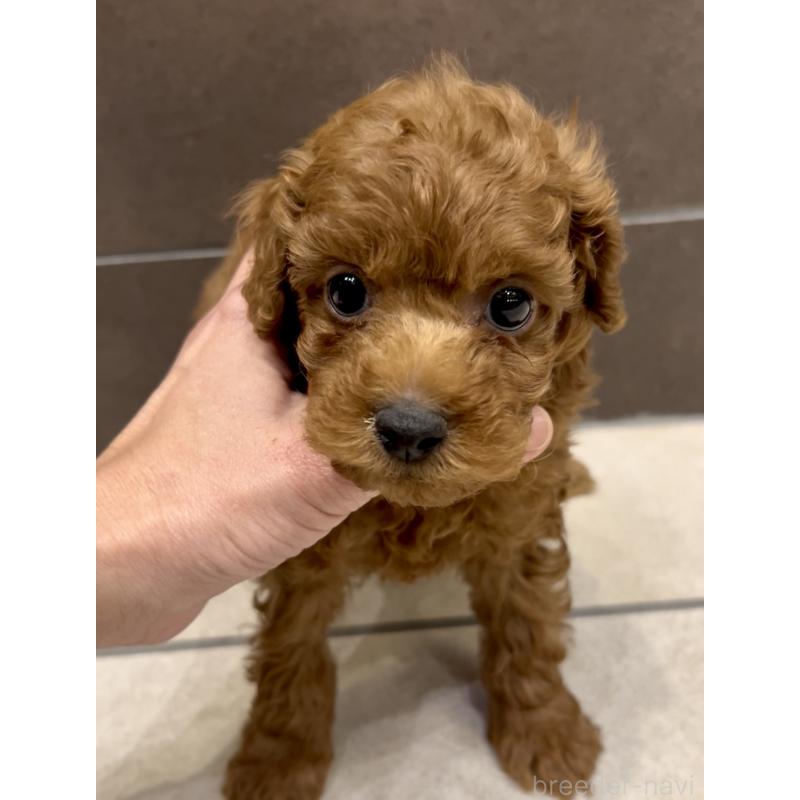 販売中の奈良県のタイニープードル-427168