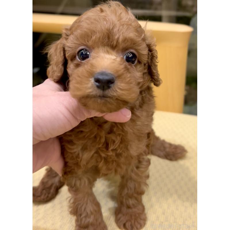 販売中の奈良県のタイニープードル-427168の3枚目
