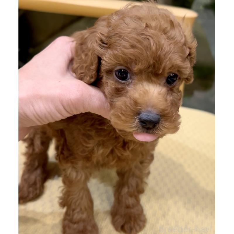 販売中の奈良県のタイニープードル-427168の2枚目