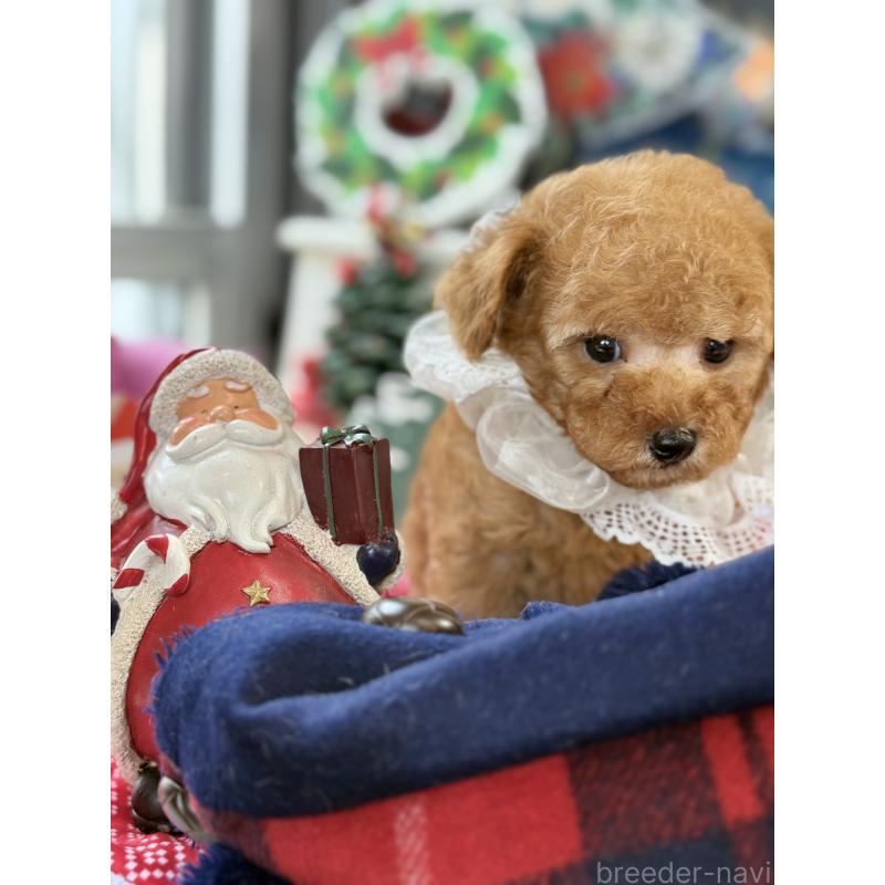 成約済の宮崎県のタイニープードル-425667の10枚目