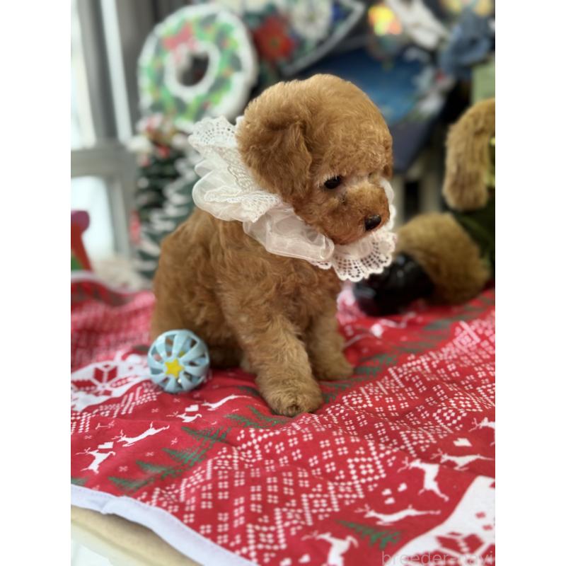 成約済の宮崎県のタイニープードル-425667の9枚目