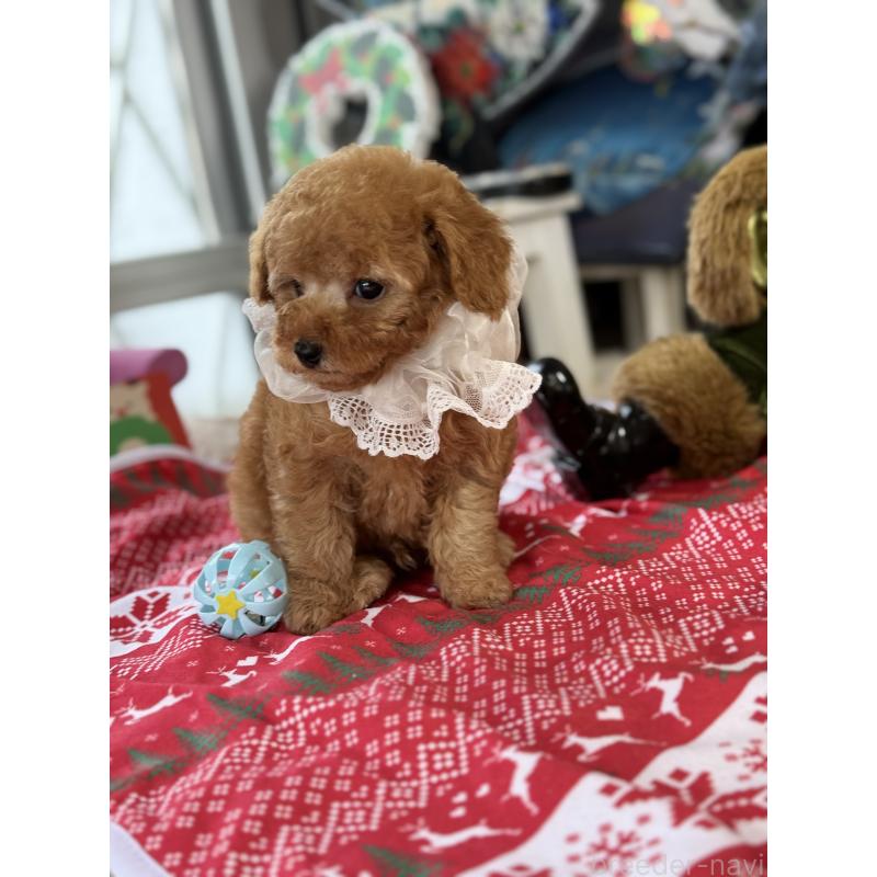 成約済の宮崎県のタイニープードル-425667の8枚目