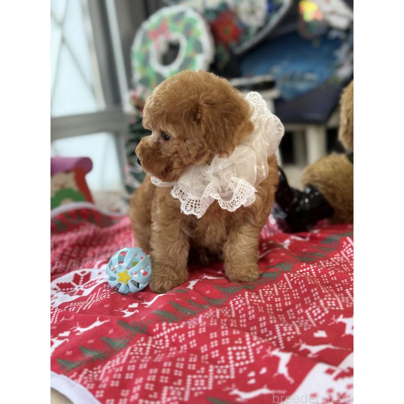 成約済の宮崎県のタイニープードル-425667の7枚目