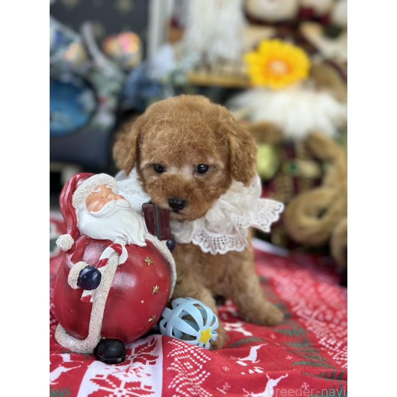 成約済の宮崎県のタイニープードル-425667の6枚目