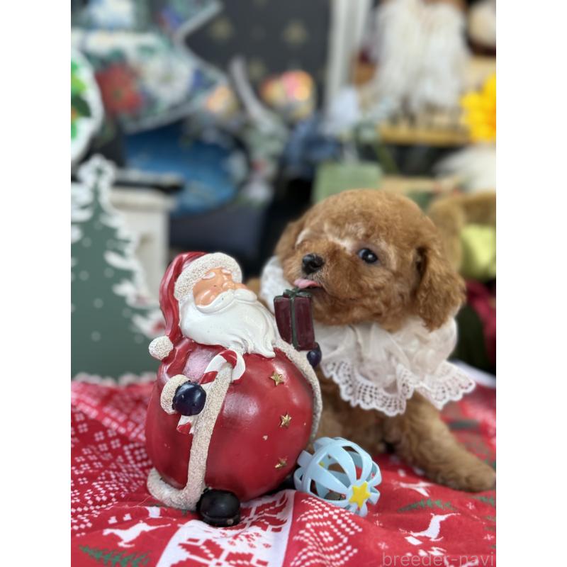 成約済の宮崎県のタイニープードル-425667の4枚目