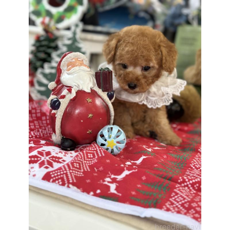 成約済の宮崎県のタイニープードル-425667の3枚目