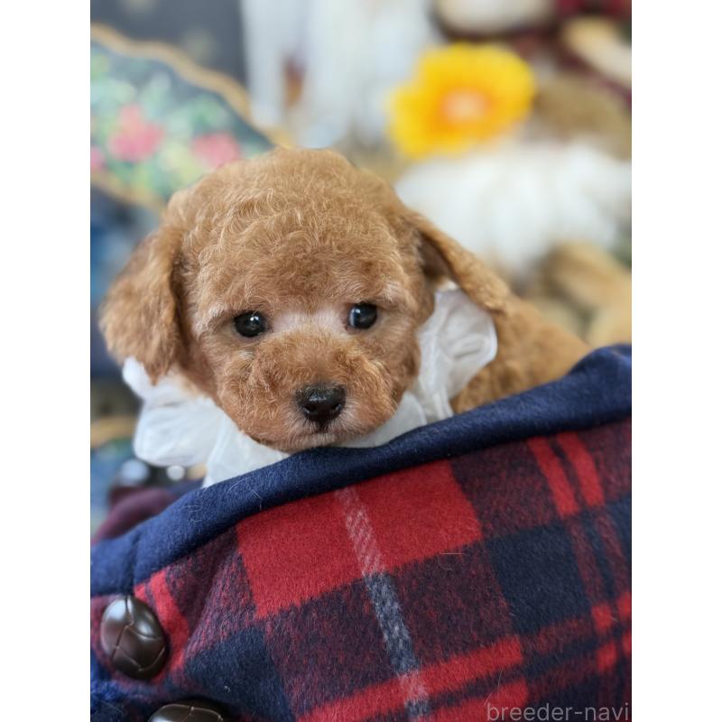 成約済の宮崎県のタイニープードル-425667の2枚目