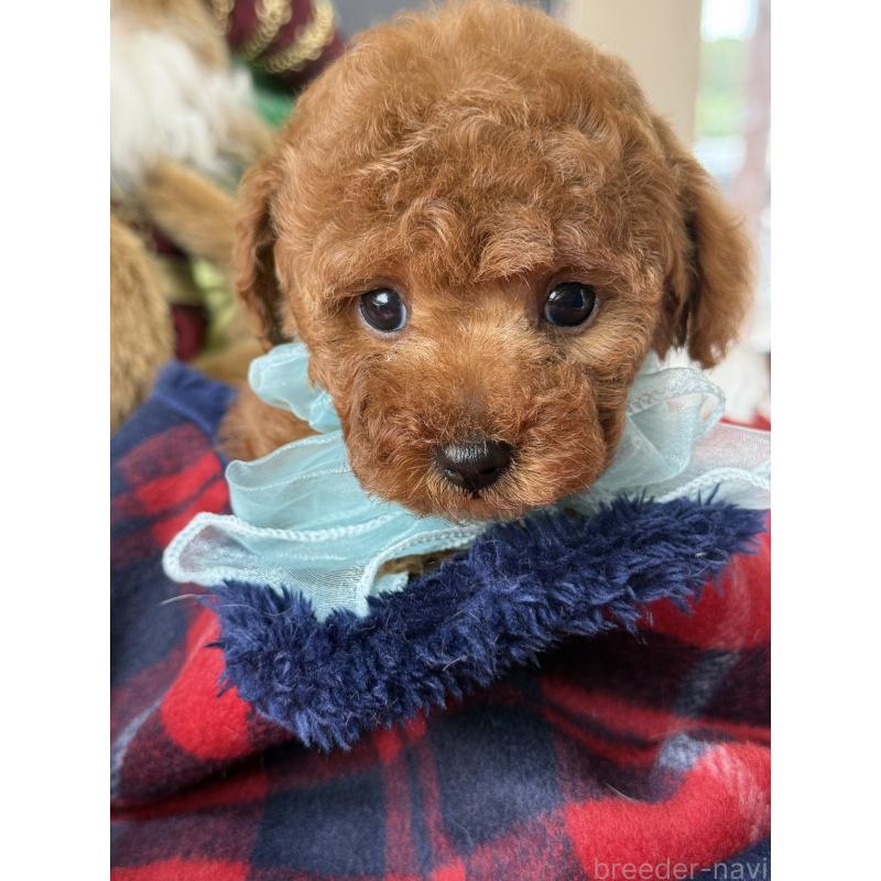 販売中の宮崎県のタイニープードル-425669の7枚目