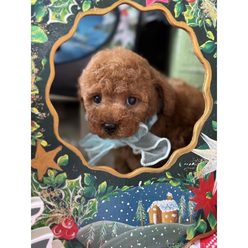 販売中の宮崎県のタイニープードル-425669の6枚目