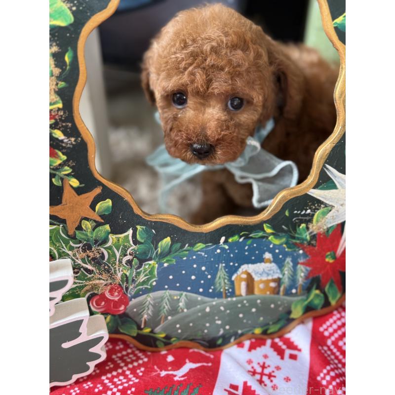 販売中の宮崎県のタイニープードル-425669の5枚目