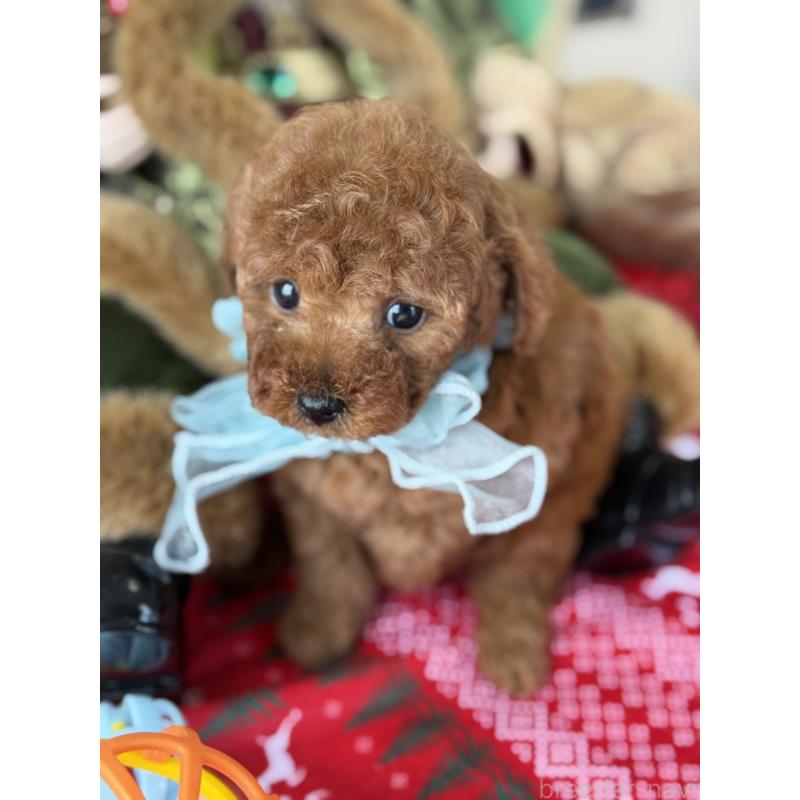 販売中の宮崎県のタイニープードル-425669の4枚目