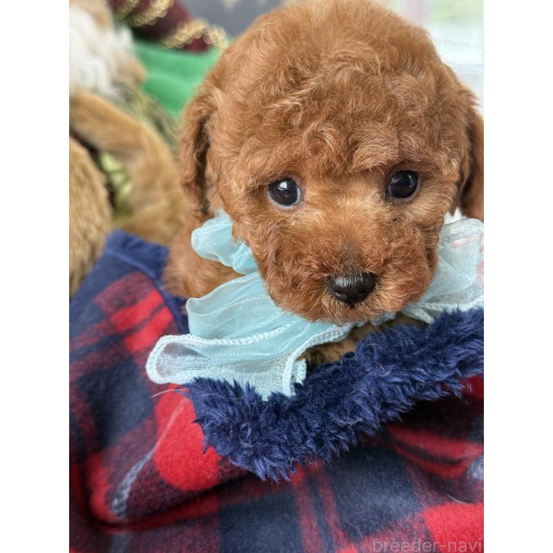 販売中の宮崎県のタイニープードル-425669の3枚目