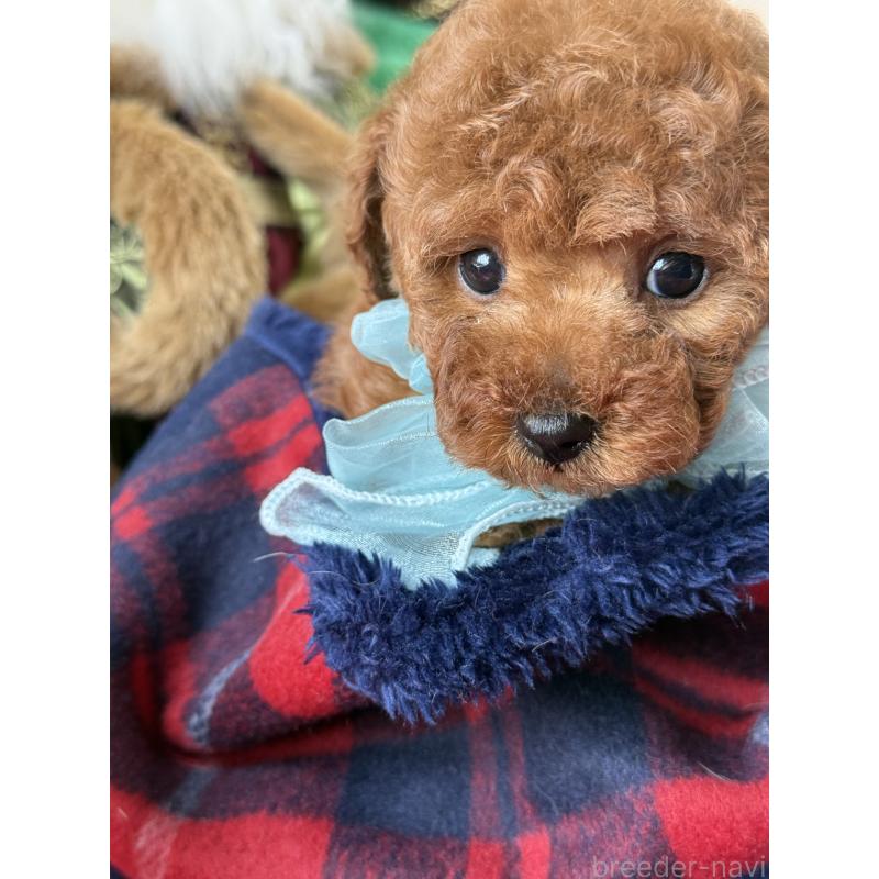 販売中の宮崎県のタイニープードル-425669の2枚目