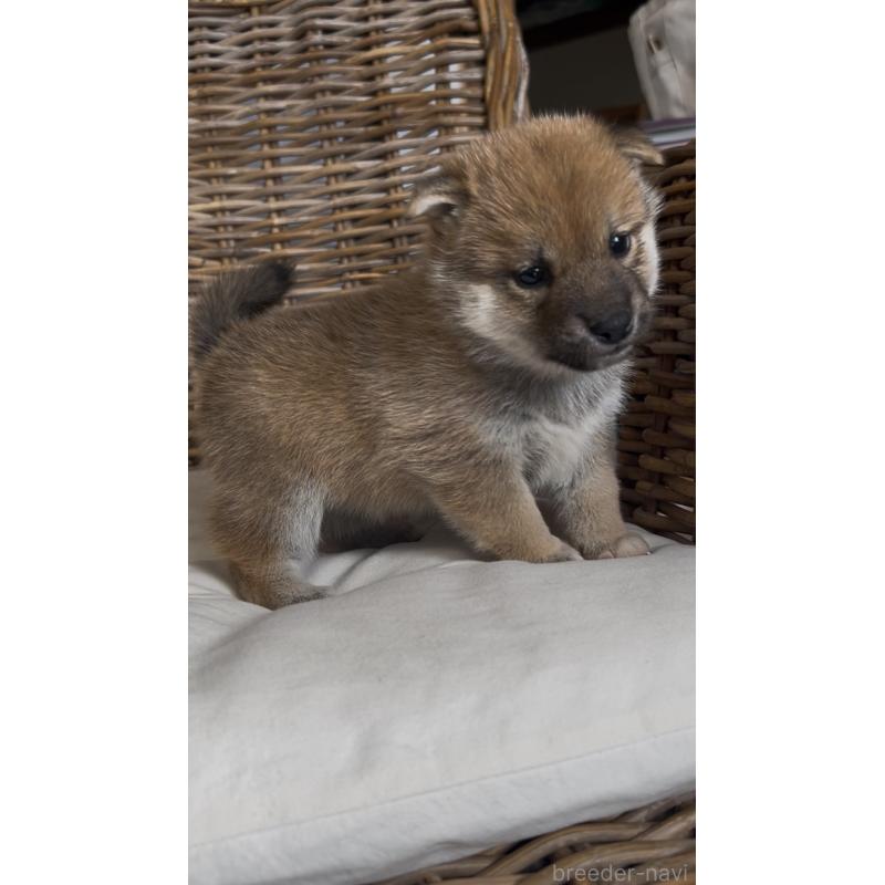 販売中の三重県の柴犬-427186の3枚目