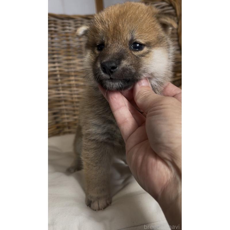 販売中の三重県の柴犬-427186の2枚目