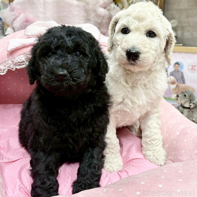 販売中の大阪府のスタンダードプードル-427187の7枚目