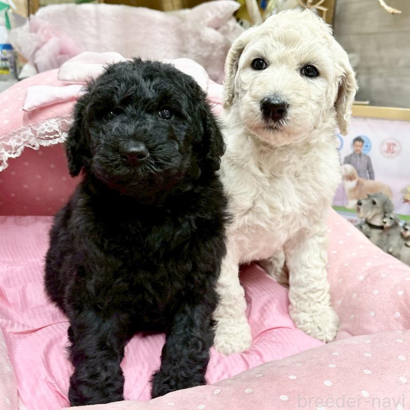 販売中の大阪府のスタンダードプードル-427187の6枚目