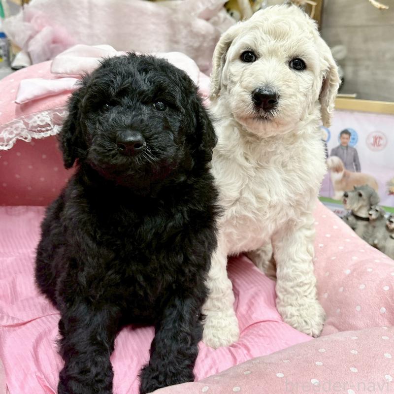 販売中の大阪府のスタンダードプードル-427187の5枚目