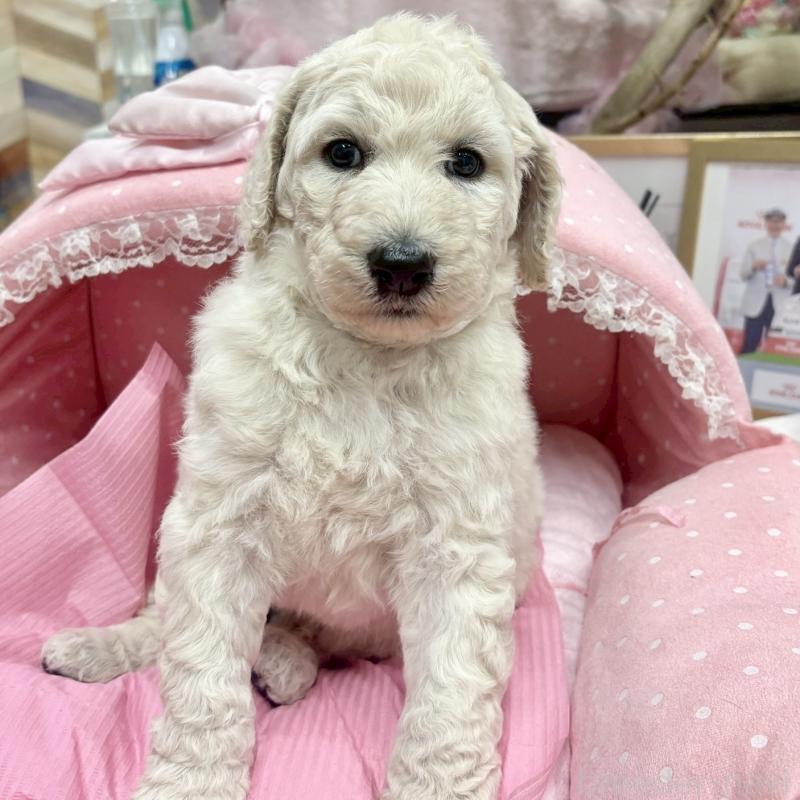 販売中の大阪府のスタンダードプードル-427187の4枚目