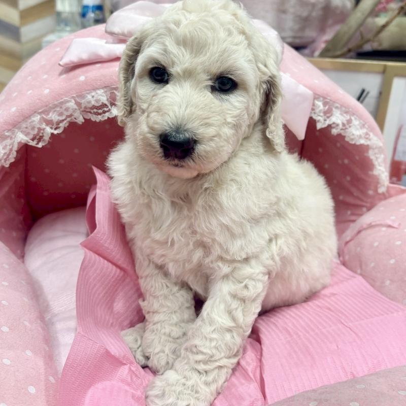 販売中の大阪府のスタンダードプードル-427187の3枚目