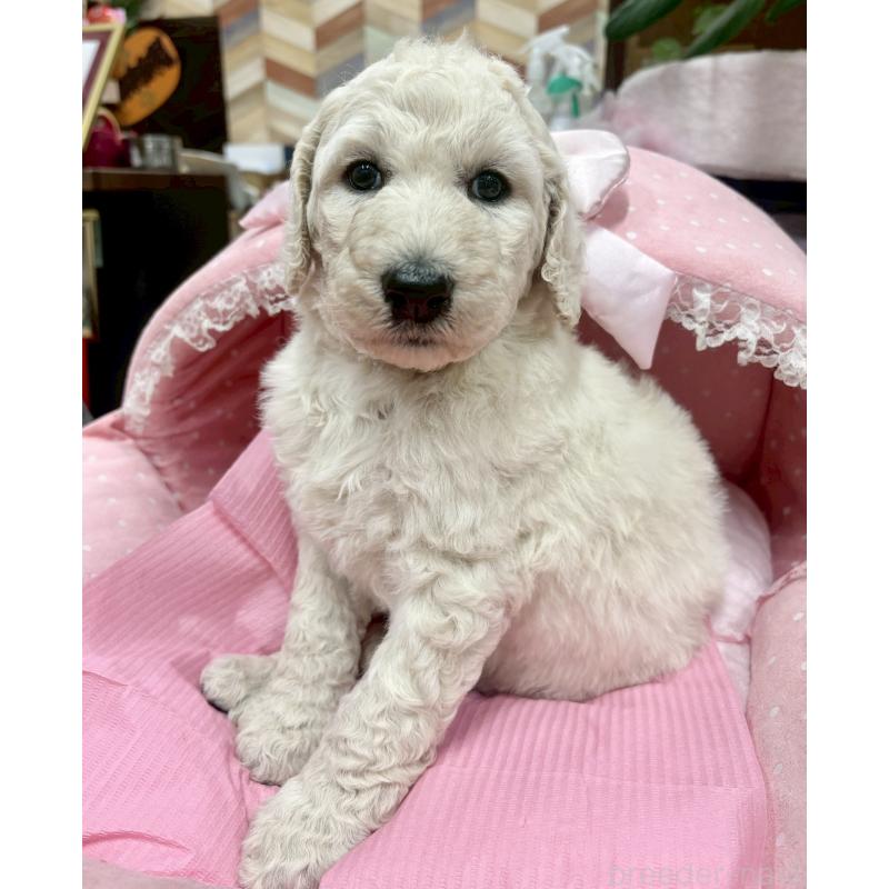 販売中の大阪府のスタンダードプードル-427187の2枚目