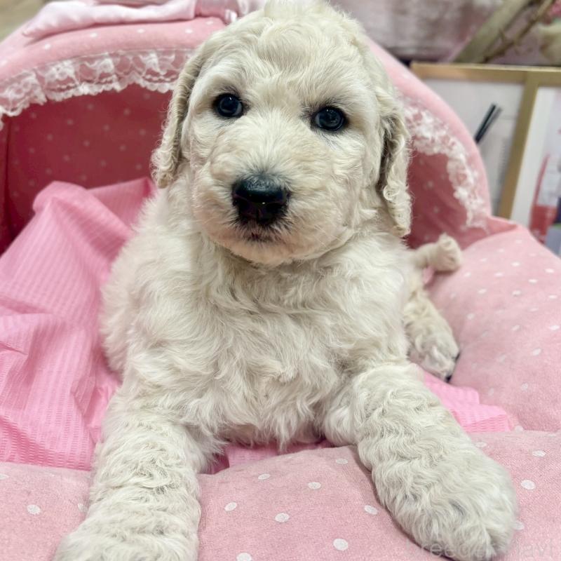 販売中の大阪府のスタンダードプードル-427187の1枚目