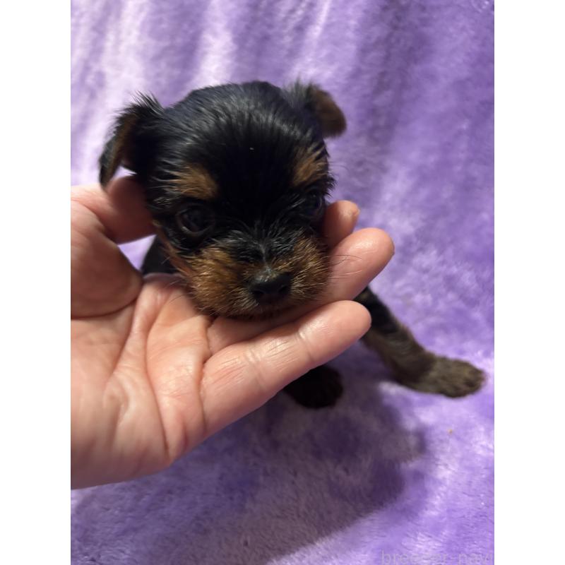 成約済の福岡県のヨークシャーテリア-425020の6枚目