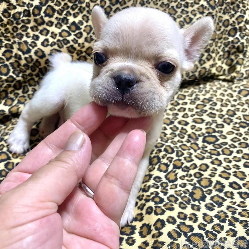 販売中の佐賀県のフレンチブルドッグ-427188の6枚目