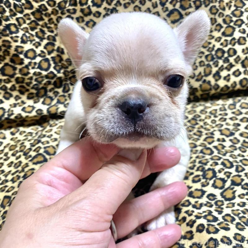 販売中の佐賀県のフレンチブルドッグ-427188の5枚目