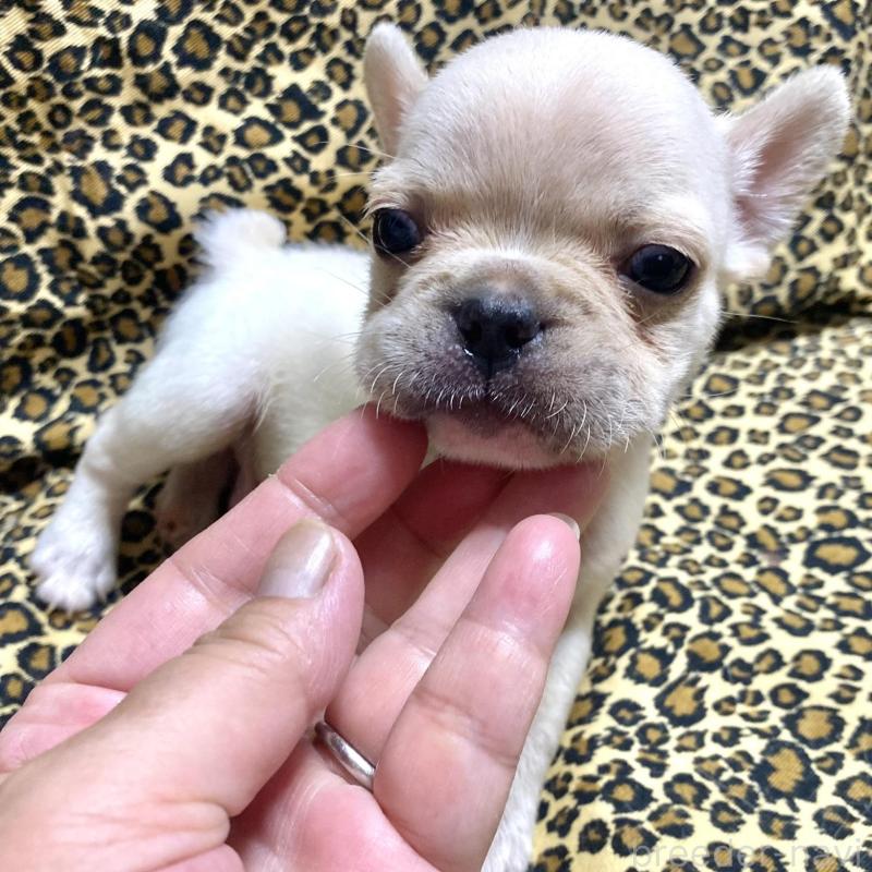 販売中の佐賀県のフレンチブルドッグ-427188の4枚目