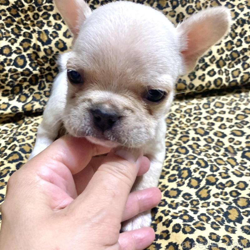 販売中の佐賀県のフレンチブルドッグ-427188の3枚目