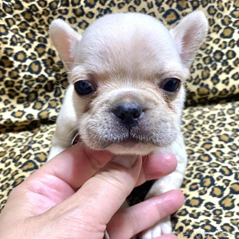 販売中の佐賀県のフレンチブルドッグ-427188の2枚目